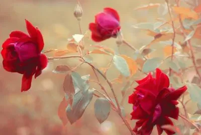 imagens jigsaw puzzle