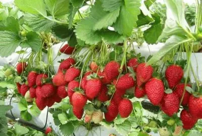 פאזל של imagens