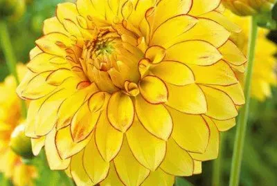 imagens jigsaw puzzle