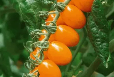 פאזל של imagens