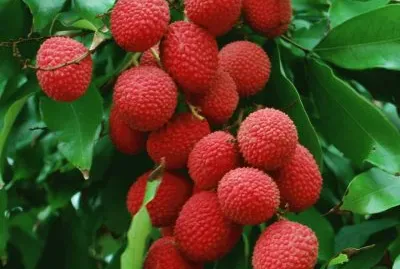 פאזל של imagens