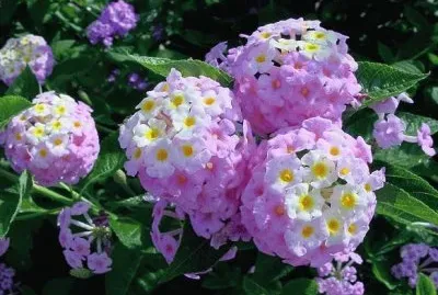 פאזל של äº”è‰²æ¢…(é¦¬çº“ä¸¹)