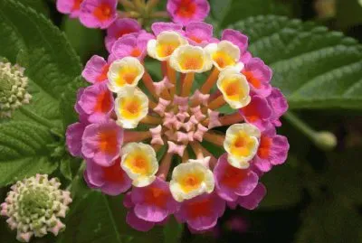 äº”è‰²æ¢…(é¦¬çº“ä¸¹)