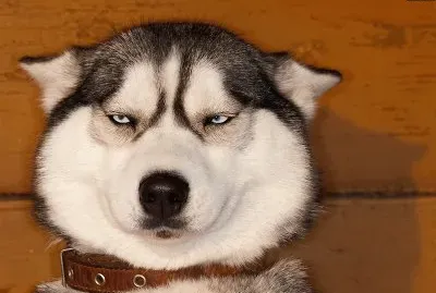 é€—è¶£å‹•ç‰©