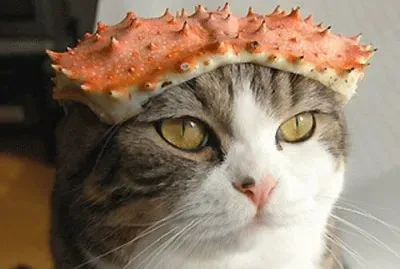 é€—è¶£å‹•ç‰©
