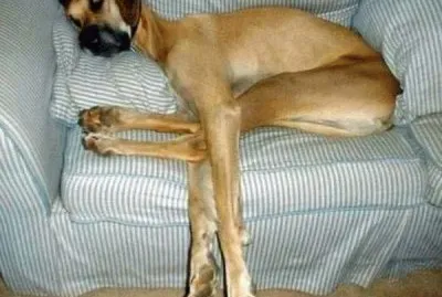 é€—è¶£å‹•ç‰©