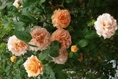 rosier jigsaw puzzle