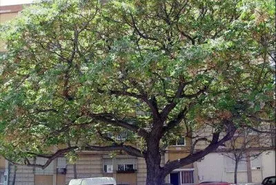 Ã¡rbol de paraÃ­so