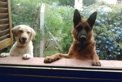 curiosos