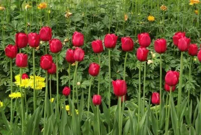 Tulipas jigsaw puzzle