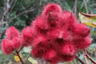 Urucum jigsaw puzzle