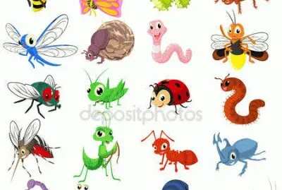 insectos