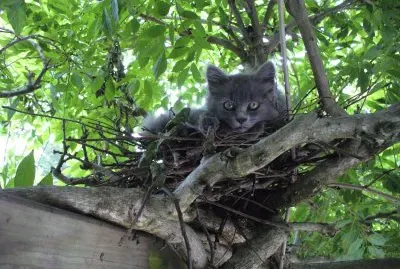 chat dans nid de pigeon