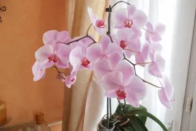 orchidÃ©e