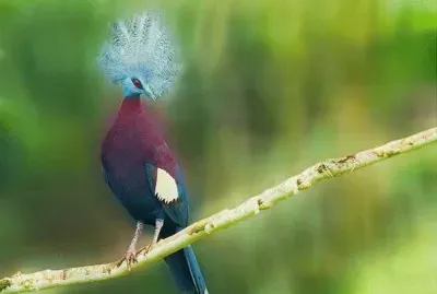 è—é³³å† é³©