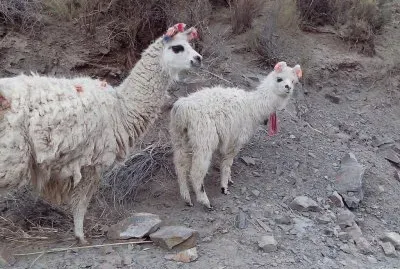 llamitas jujeÃ±as