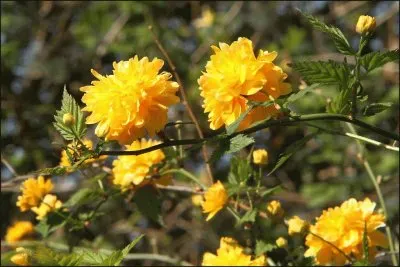 primavera jigsaw puzzle