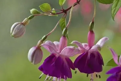 פאזל של imagens