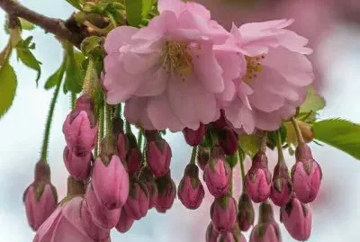 imagens jigsaw puzzle