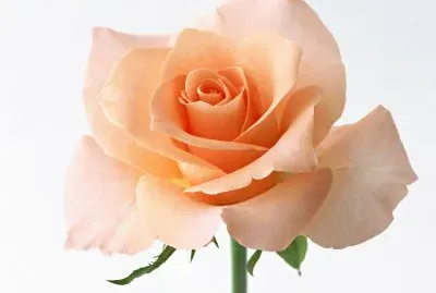 æˆ€çŽ«ç‘° jigsaw puzzle