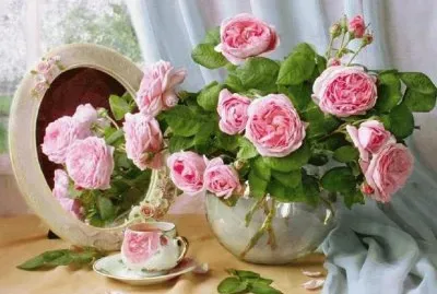 rosas rosas