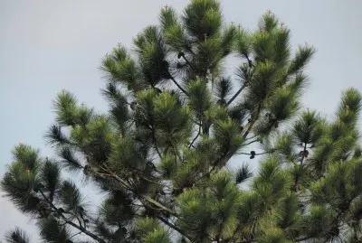 פאזל של Pinheiro