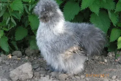 poule soie grise