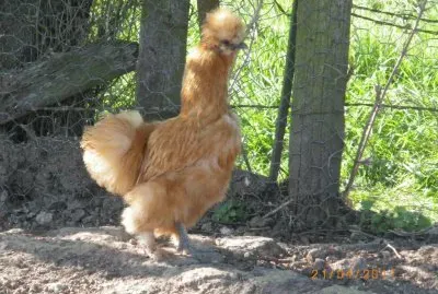 poule soie rousse