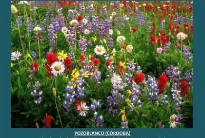 POZOBLANCO (CÃ“RDOBA) - LAS FLORES SILVESTRES... jigsaw puzzle