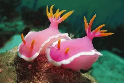 æµ·å…”(æµ·è›žè“)