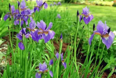 Vibrant Siberian Iris Flowers