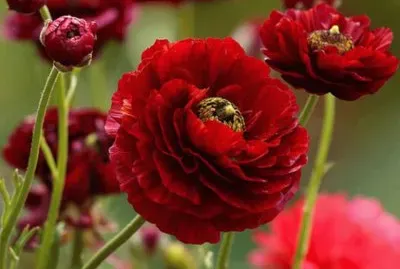 imagens jigsaw puzzle