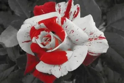 imagens jigsaw puzzle