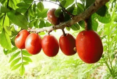 פאזל של imagens