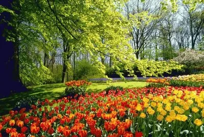 Tulipanes