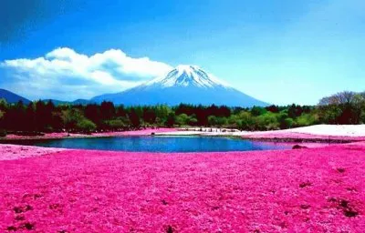 פאזל של shibazakura