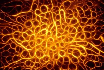 פאזל של microfilamentos de actina