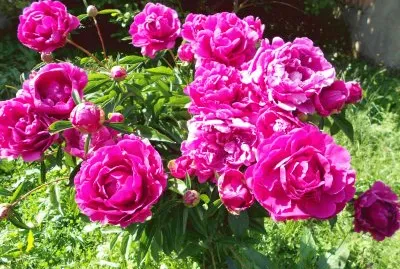 PIVOINES jigsaw puzzle