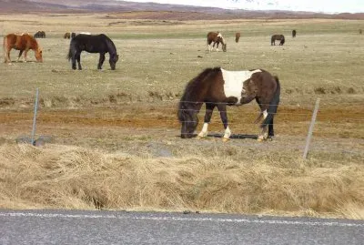 chevaux islandais