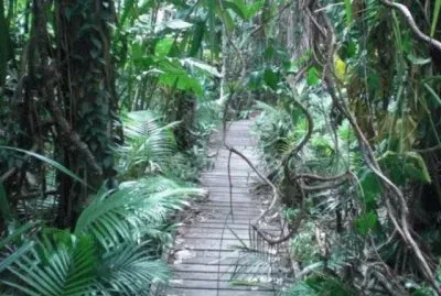 Bosque Daintree, Australia