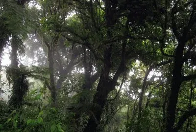 Bosque Nuboso, Monteverde, Costa Rica