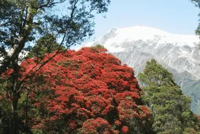 Bosque Rata, Nueva Zelanda
