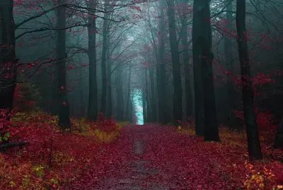 Bosque Selva Negra, Alemania