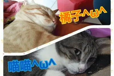 ç¡è¦ºçš„è²“å’ª