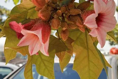 imagens jigsaw puzzle