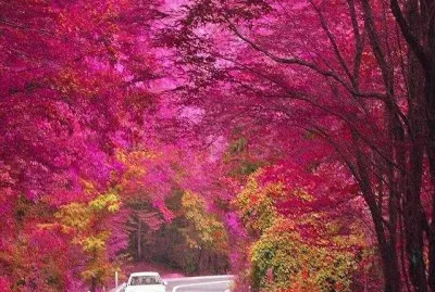 imagens jigsaw puzzle