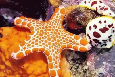 æµ·åº•ä¹‹ç¾Ž jigsaw puzzle