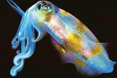 æµ·åº•ä¹‹ç¾Ž jigsaw puzzle