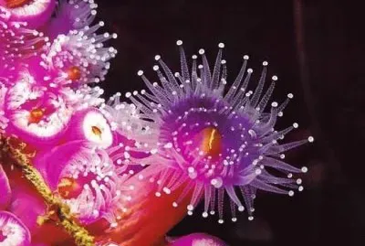 æµ·åº•ä¹‹ç¾Ž jigsaw puzzle