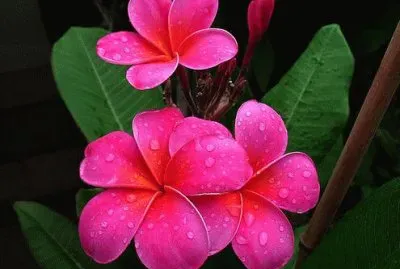 é›žè›‹èŠ± jigsaw puzzle